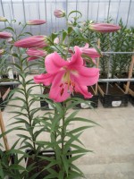 [1729 Virunga No02.JPG]